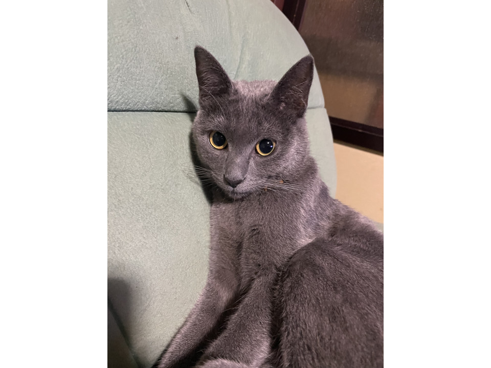 ロシアンブルーの様なツンデレにゃんこ