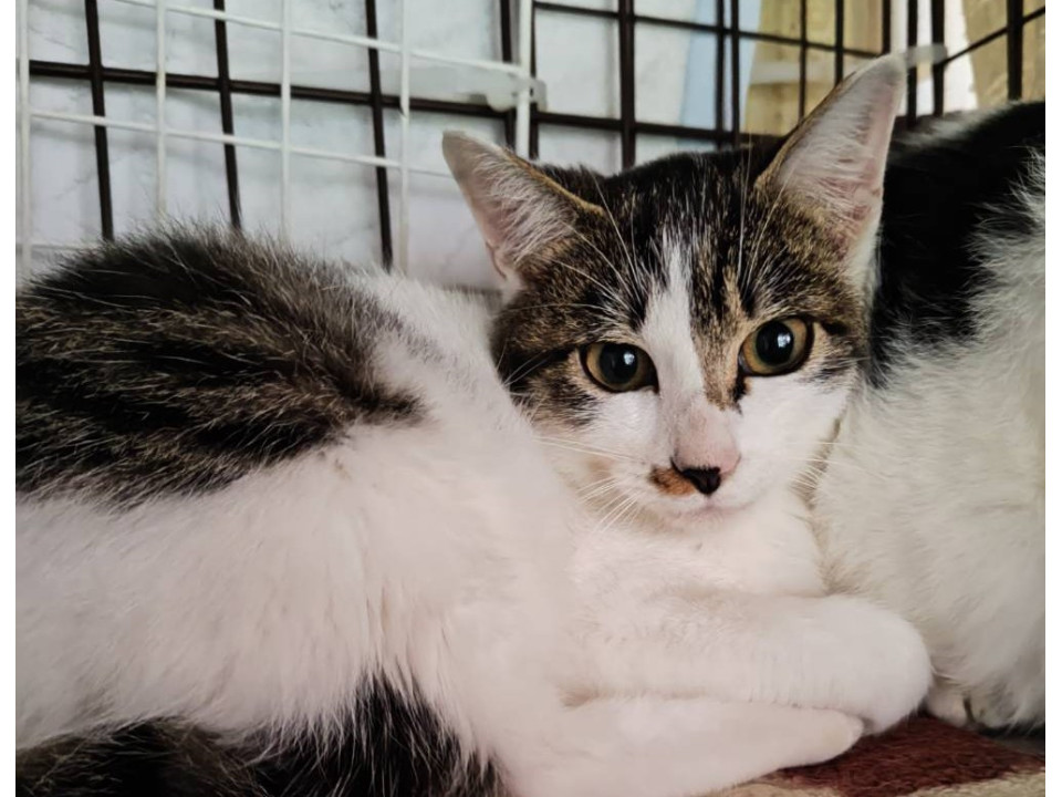 スリゴロ❤キジシロちゃん見学随時受付中！