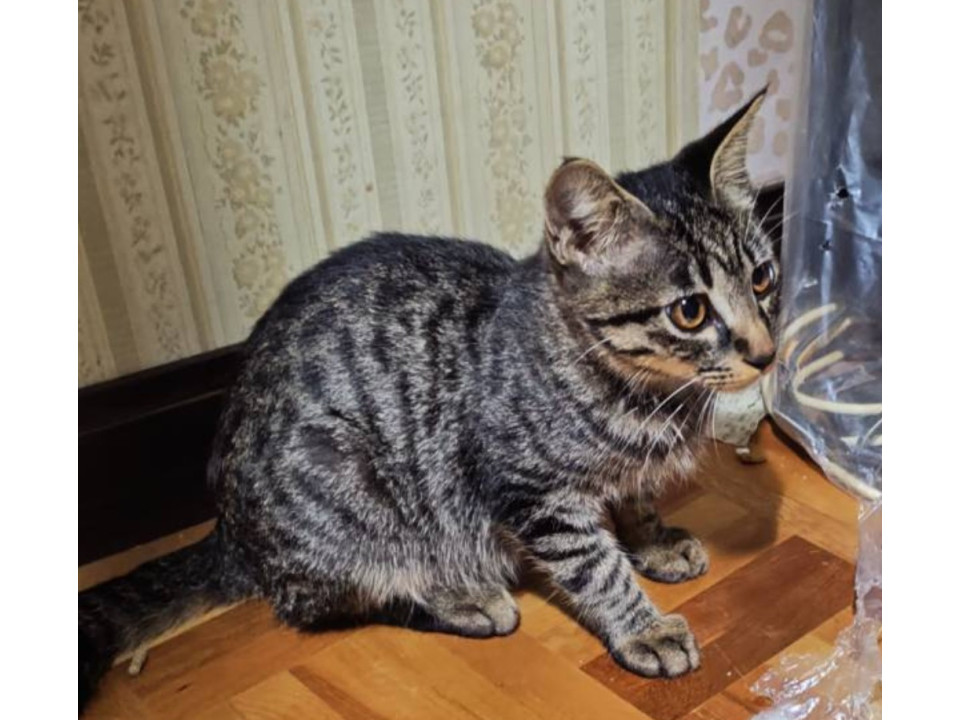 スリゴロ❤️サバトラくん見学随時受付中！