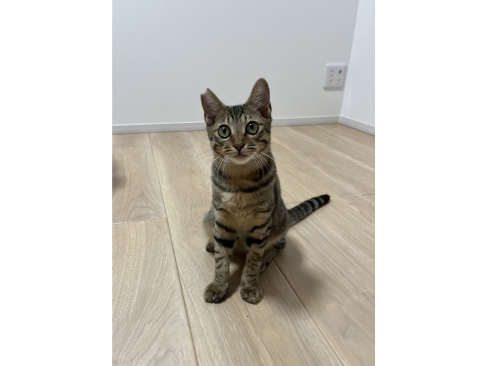 栗丸☆6ヶ月くらい