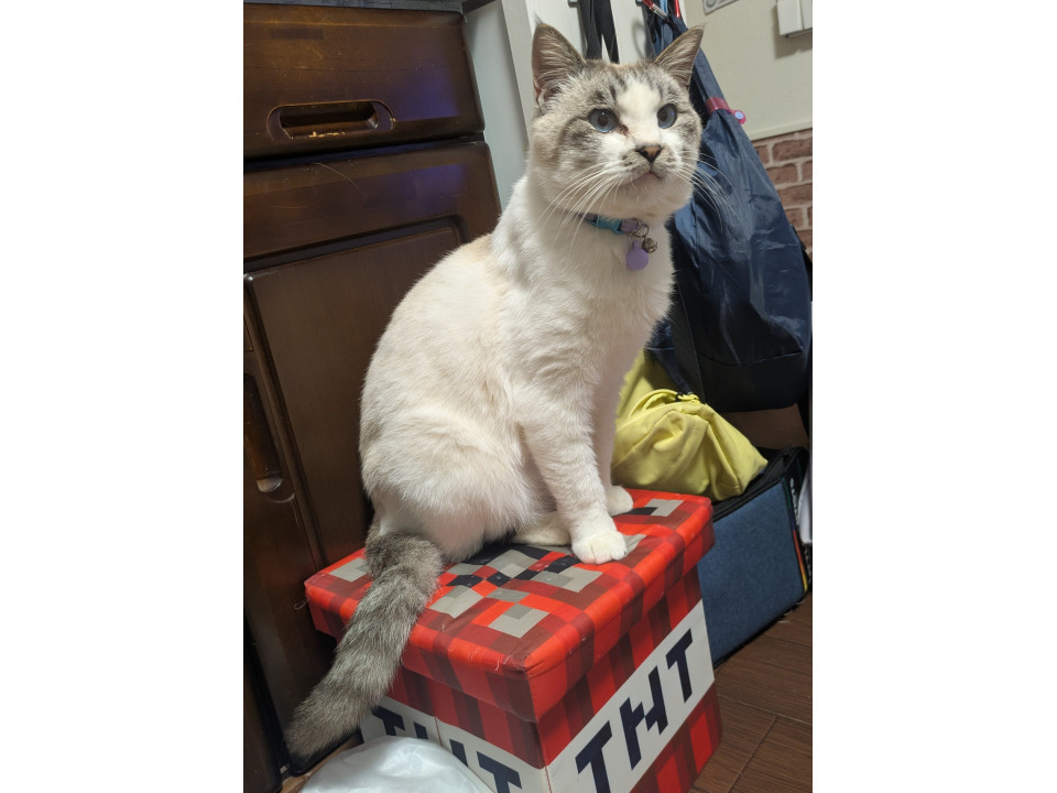 シャム猫♂2〜3歳