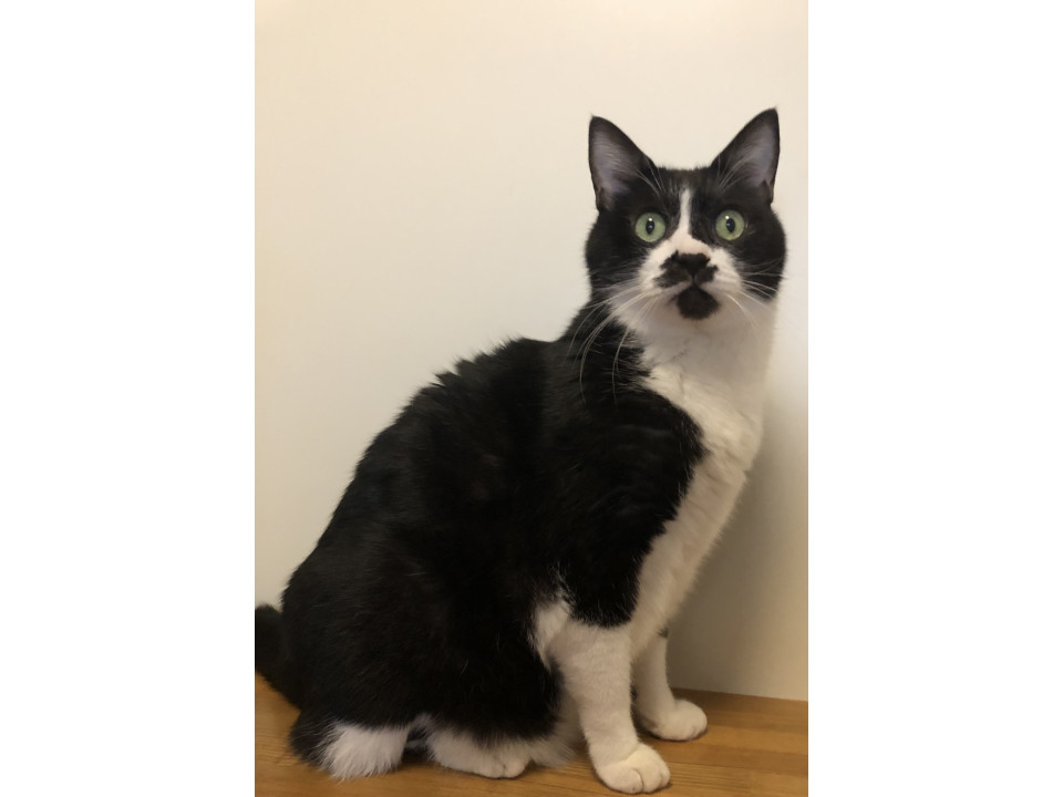 ちょっとビビリなハチワレくん