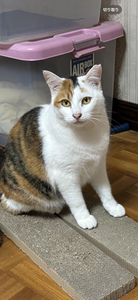 おとなしめの三毛猫さん