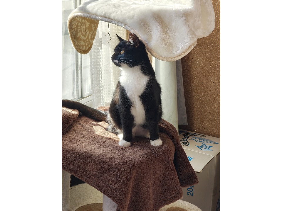 おっとり系、白たび美人さん