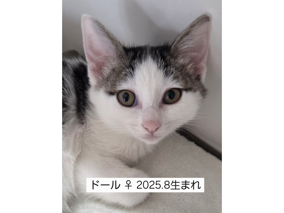 ゴロゴロ〜鳴りすぎドール