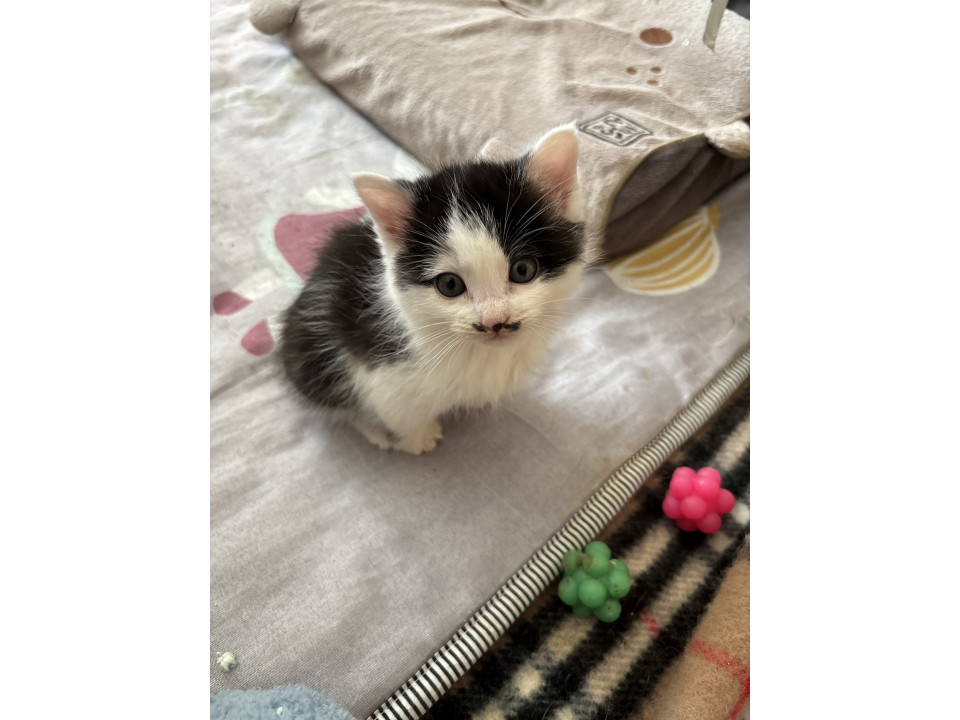 おひげがチャームポイントの白黒女の子