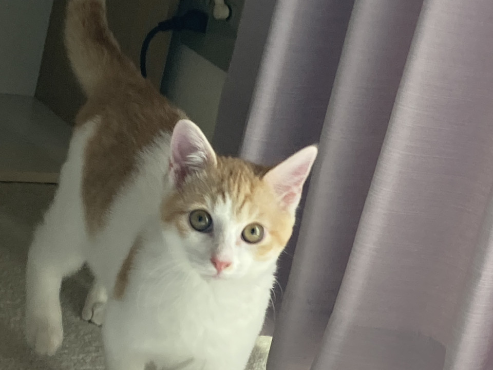 茶白の子猫です。