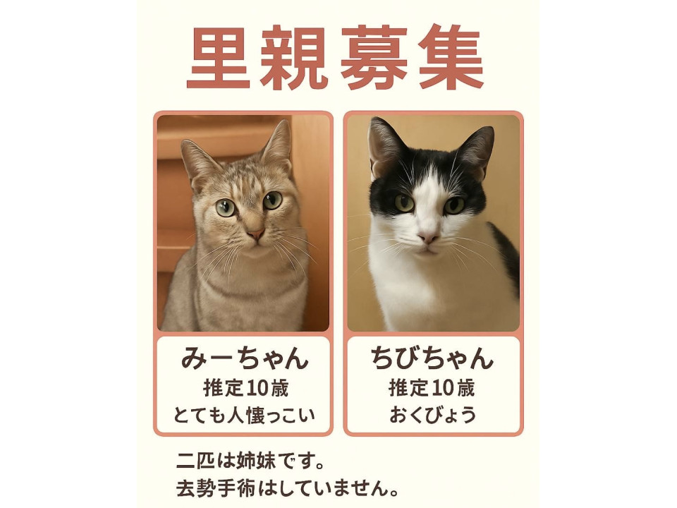 みーちゃんとちびちゃんです。代理投稿です