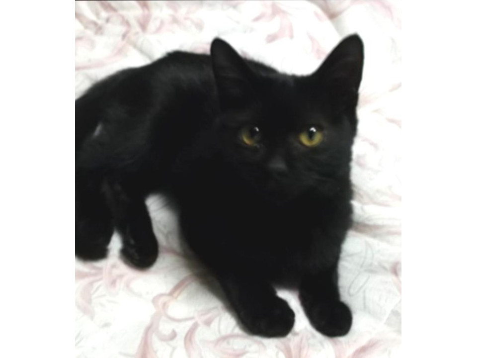 人間が大好きなモモちゃんです。