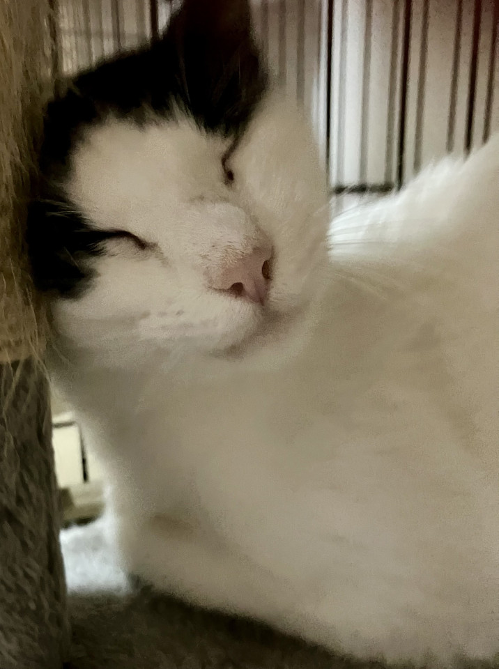 捕獲器で出産！ナレナレモモちゃん1才半