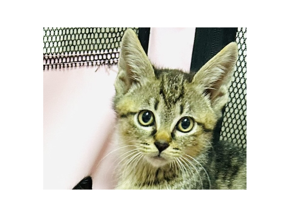 可愛いらしいキジトラの男の子