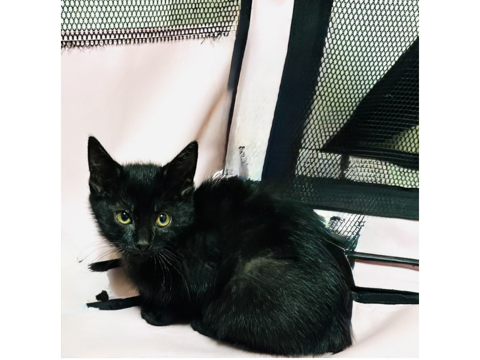 小さな黒猫の男の子