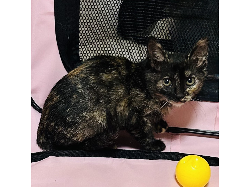 お目々まん丸のスモーキーサビちゃん