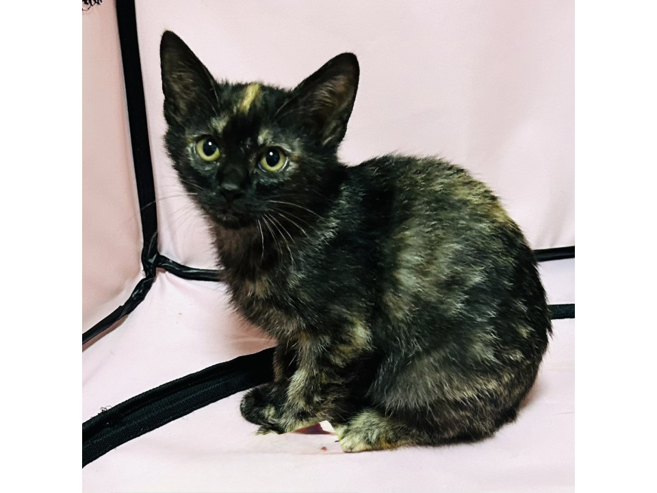 可愛いらしいサビちゃん（スモーキーサビ）