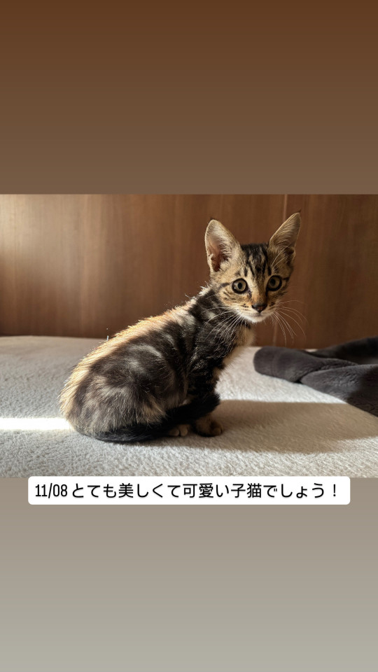 カラスに攻撃された可愛い子猫