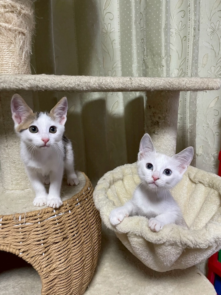 遊ぶの大好き♡おからちゃん