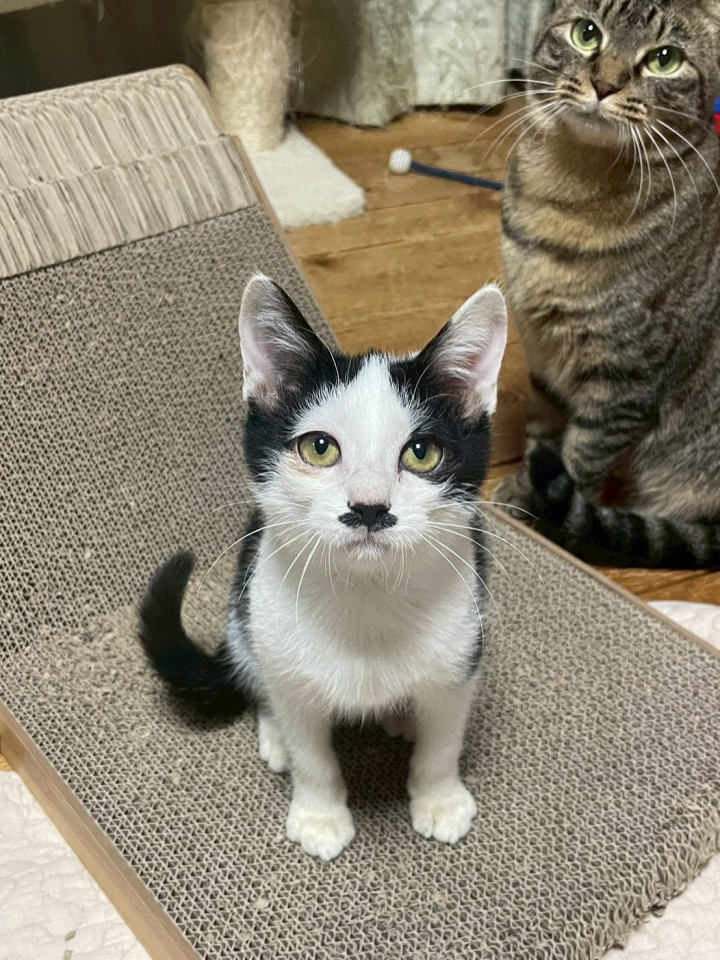 甘えん坊♡鼻チョビがかわいい♡小五郎