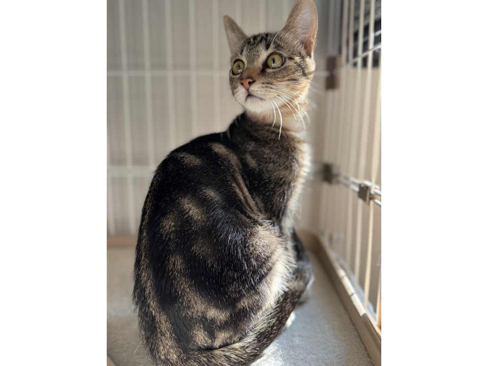 アメショ柄のウリ坊くん❤️