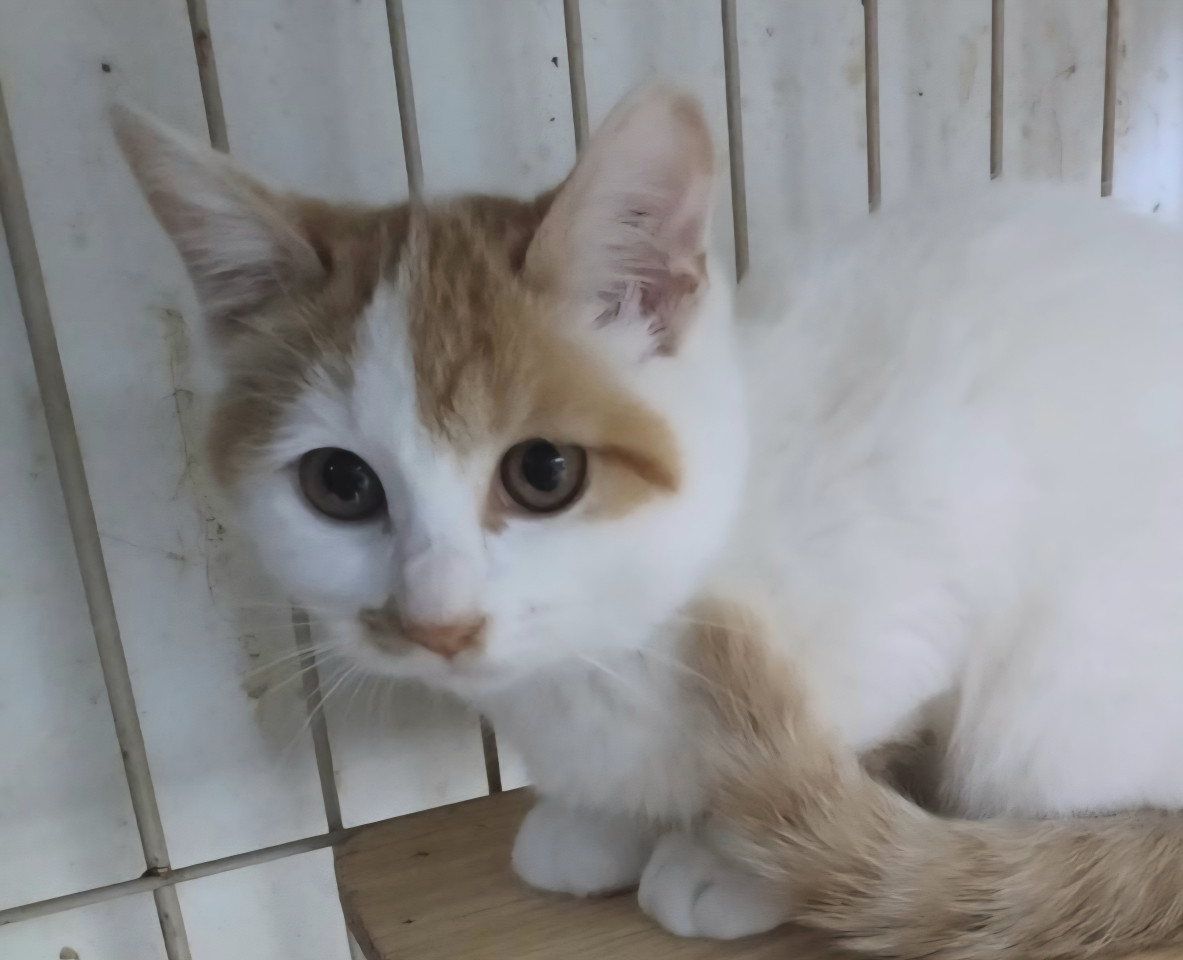 おとなし可愛いクッキリちゃん（茶白）です