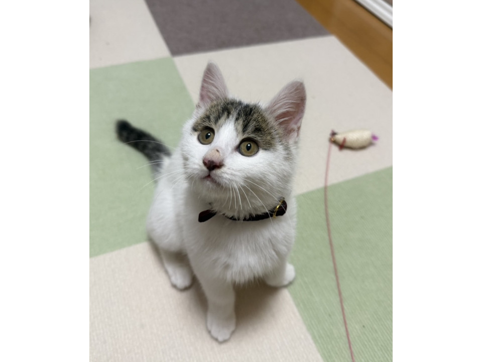 コロコロ丸い子犬の様な子猫！