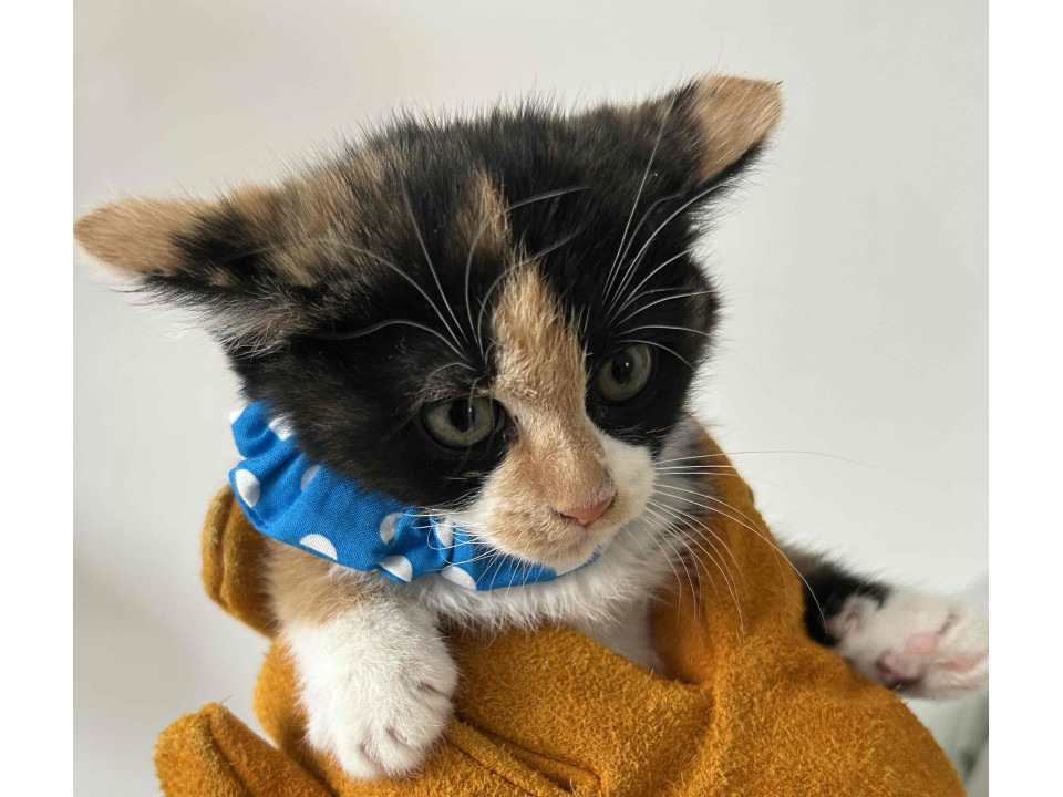 畑で暮らしていた兄弟?