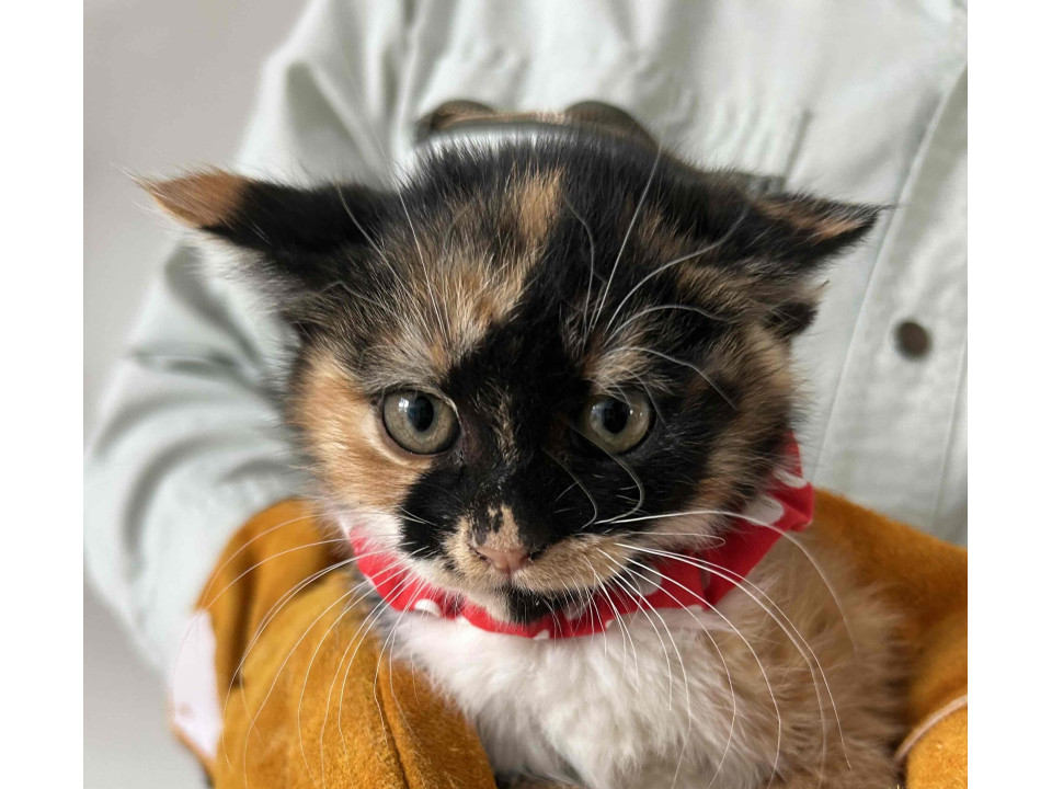 畑で暮らしていた兄弟?