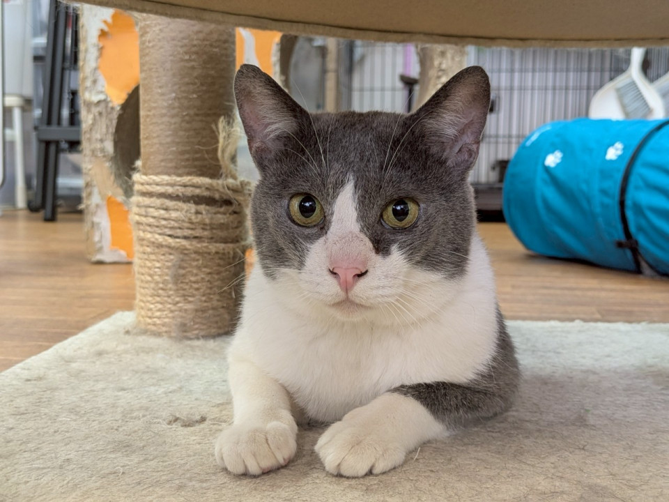 ツンデレなハチワレボーイ☆　高野八兵衛♂