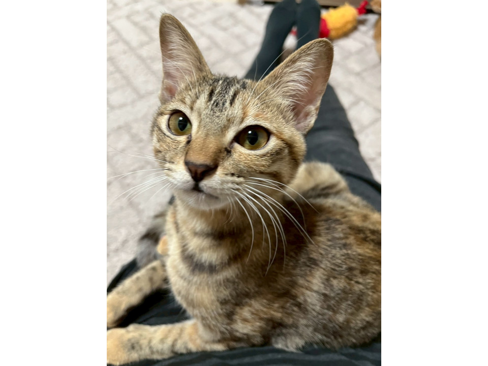 甘えん坊な麦わら女子♡　ステラ♀