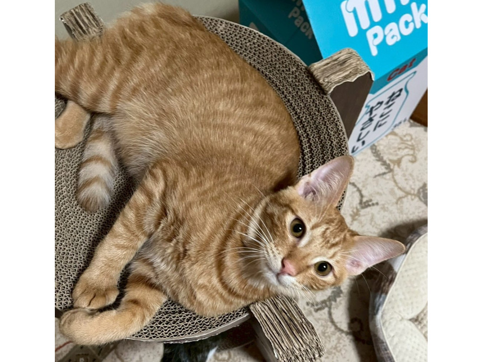 食いしん坊で甘えん坊♡茶トラ男子アルト♂