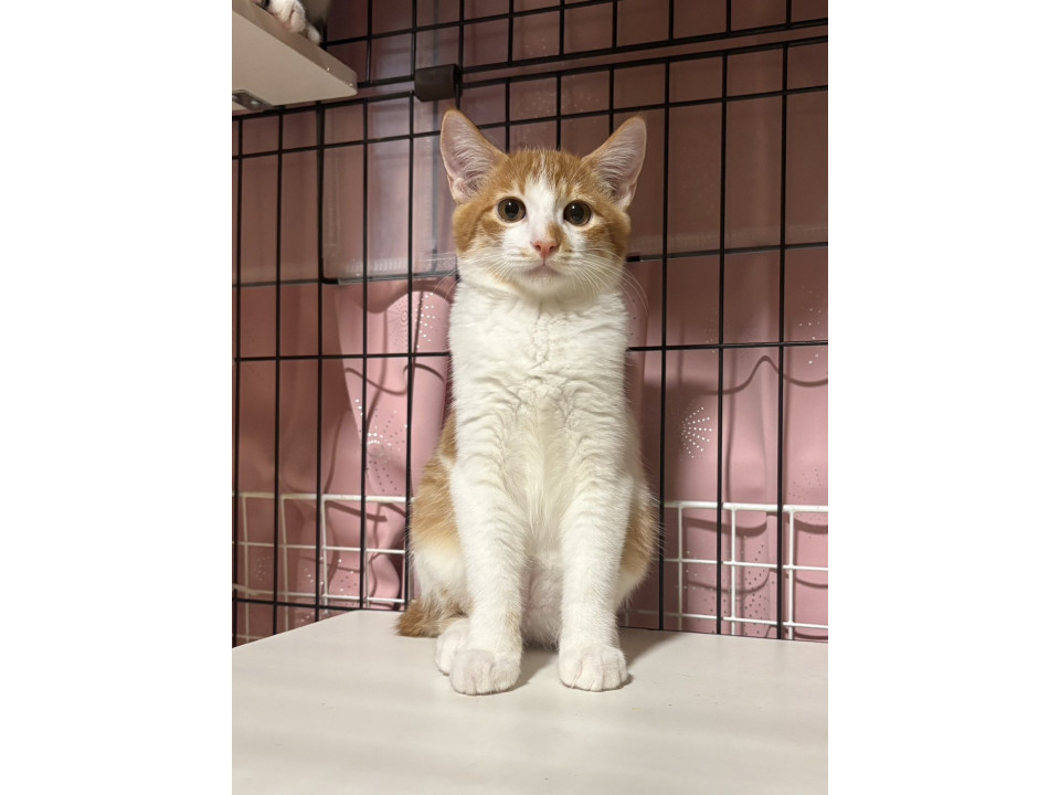 ぬいぐるみみたいな茶白男子 てんこもり♂