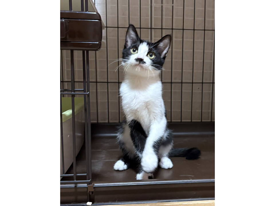 おヒゲ模様がキュート甘えん坊ひなたまる♂