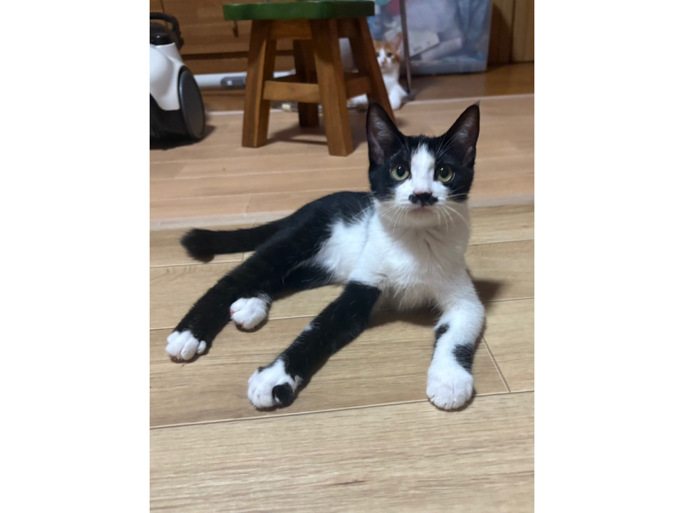 猫]千葉県市原市の里親募集 おヒゲ模様がキュート甘えん坊ひなたまる♂