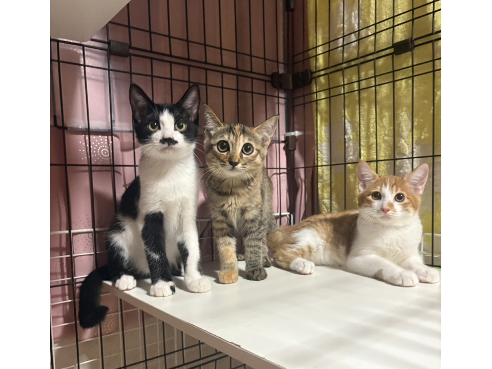 猫のお雛様【大】＋3匹官女╰(*´︶`*)╯♡ 猫]千葉県市原市の里親募集 おヒゲ模様がキュート甘えん坊ひなたまる♂