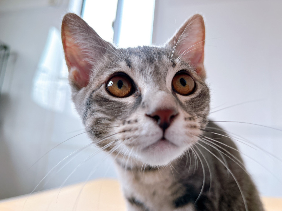 倉庫～ズ６兄妹　感情表現豊かな　スーア♀