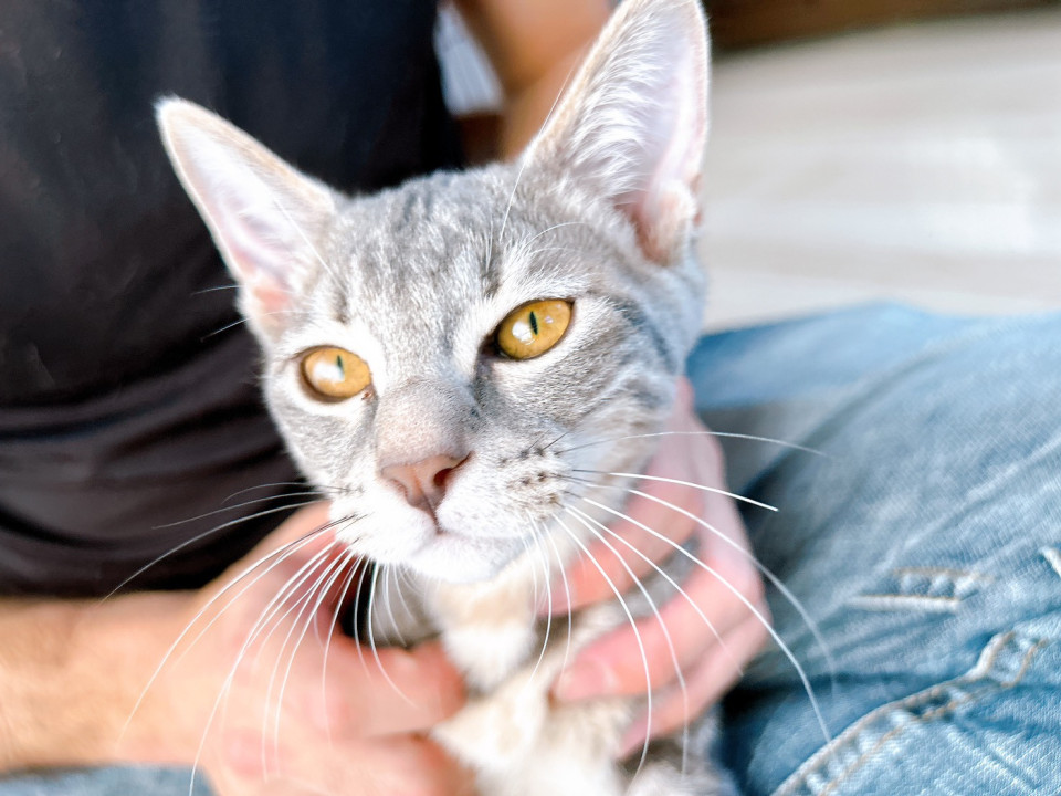 うらねこ様 完成品ご確認ページ☺︎ えびち🍤 (@RS36A) / Posts / X