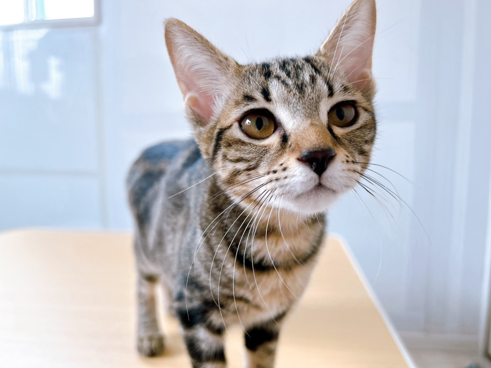 倉庫～ズ６兄妹　お転婆娘の トーア♀