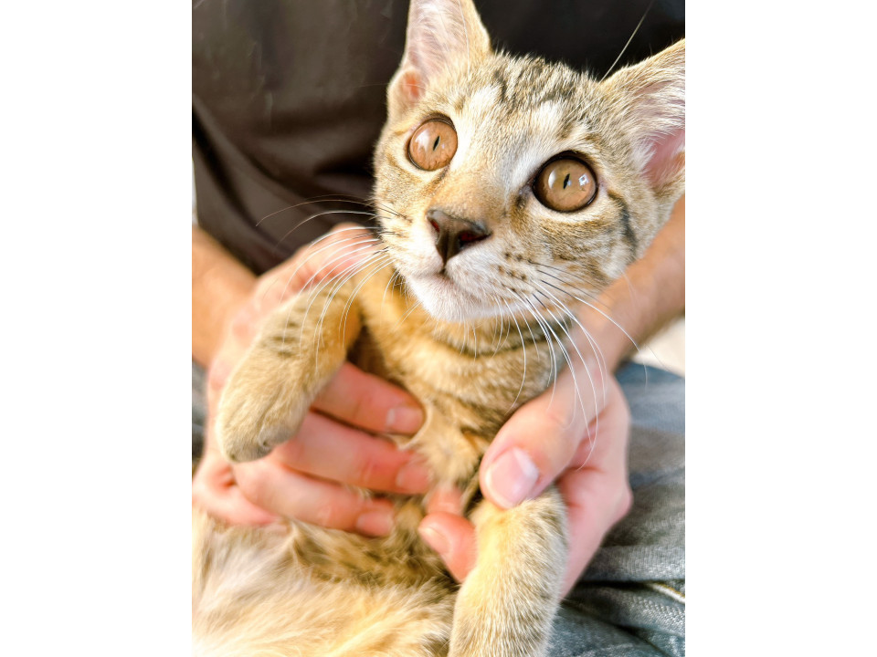 倉庫～ズ６兄妹　やんちゃ娘の コーア♀