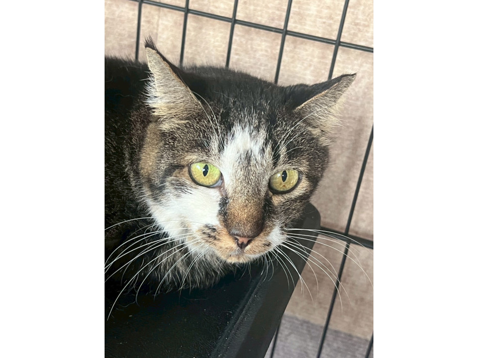 人馴れバツグン⟡.·5歳のさなえちゃん