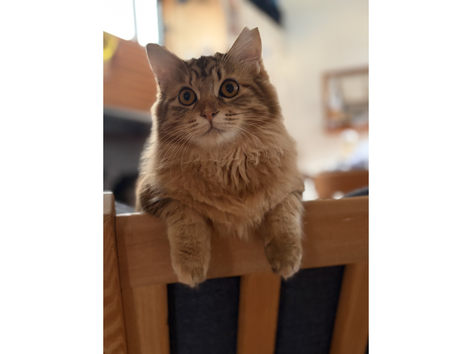 ★サビ姉妹猫★　12/28鎌ヶ譲渡会参加