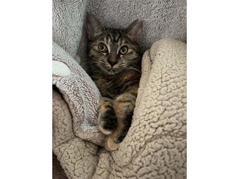 ★サビ姉妹猫★　12/28鎌ヶ譲渡会参加