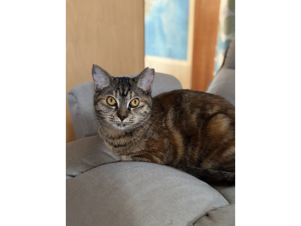 ★サビ姉妹猫★　12/7船橋譲渡会参加