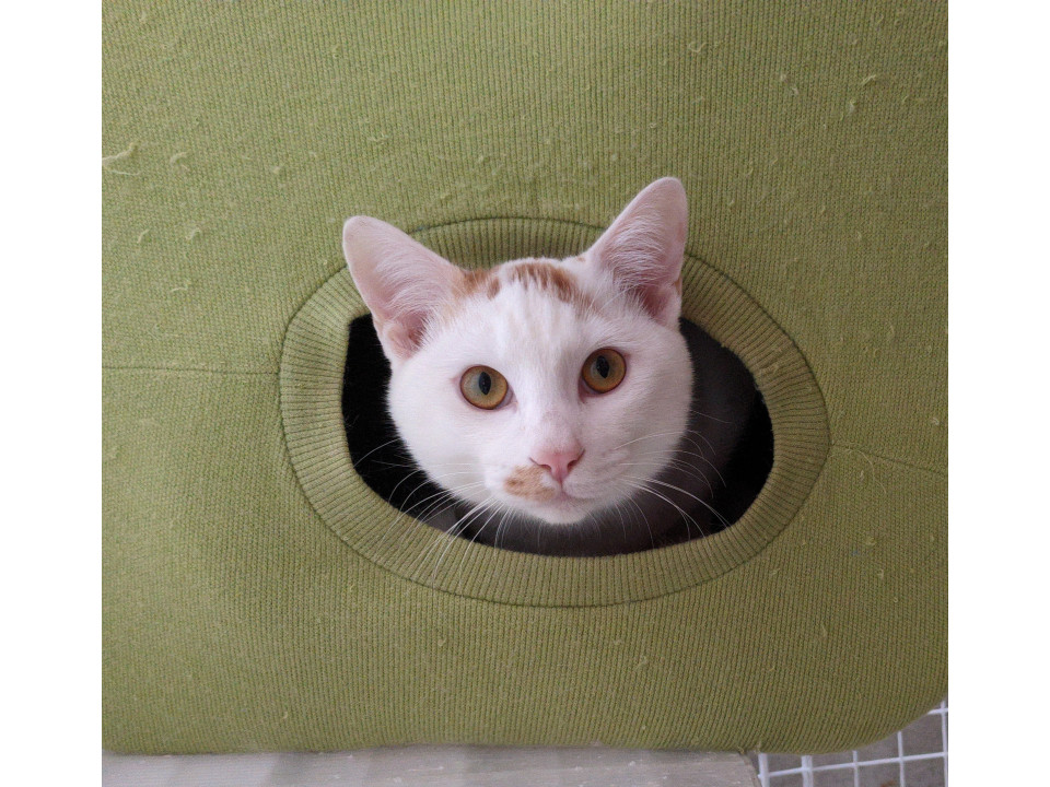 好奇心旺盛！ご飯が命の甘えん坊