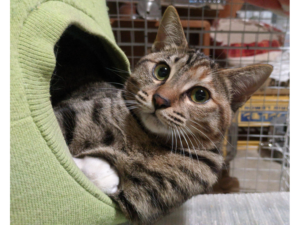 兄妹一の甘えん坊！おっとり美猫ガール