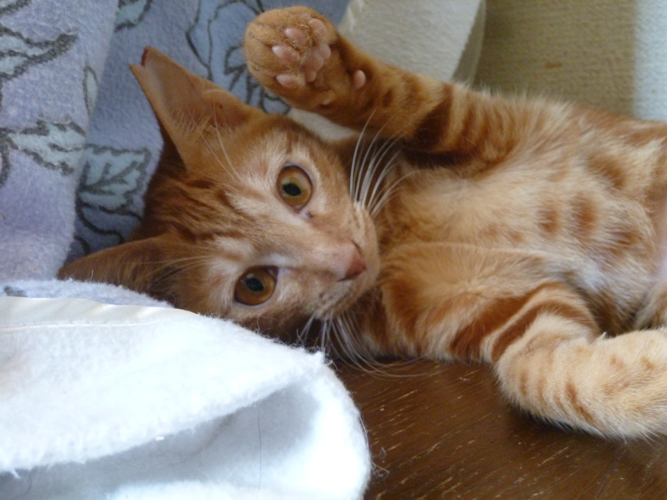 とても珍しいメスの甘えん坊茶トラ！