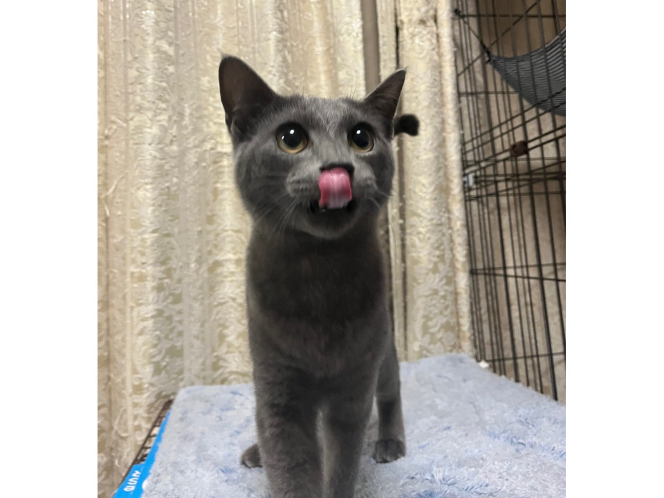 グレーの毛並みがカッコいい　伊佐次郎♂