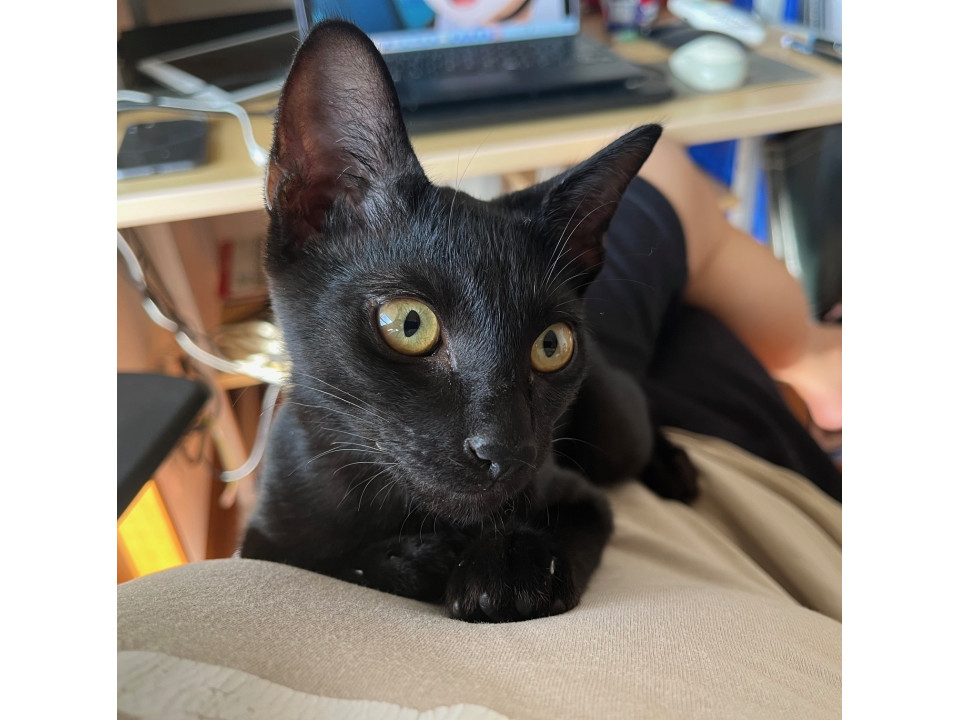 真っ黒ボディがカッコいい　仁木次郎♂