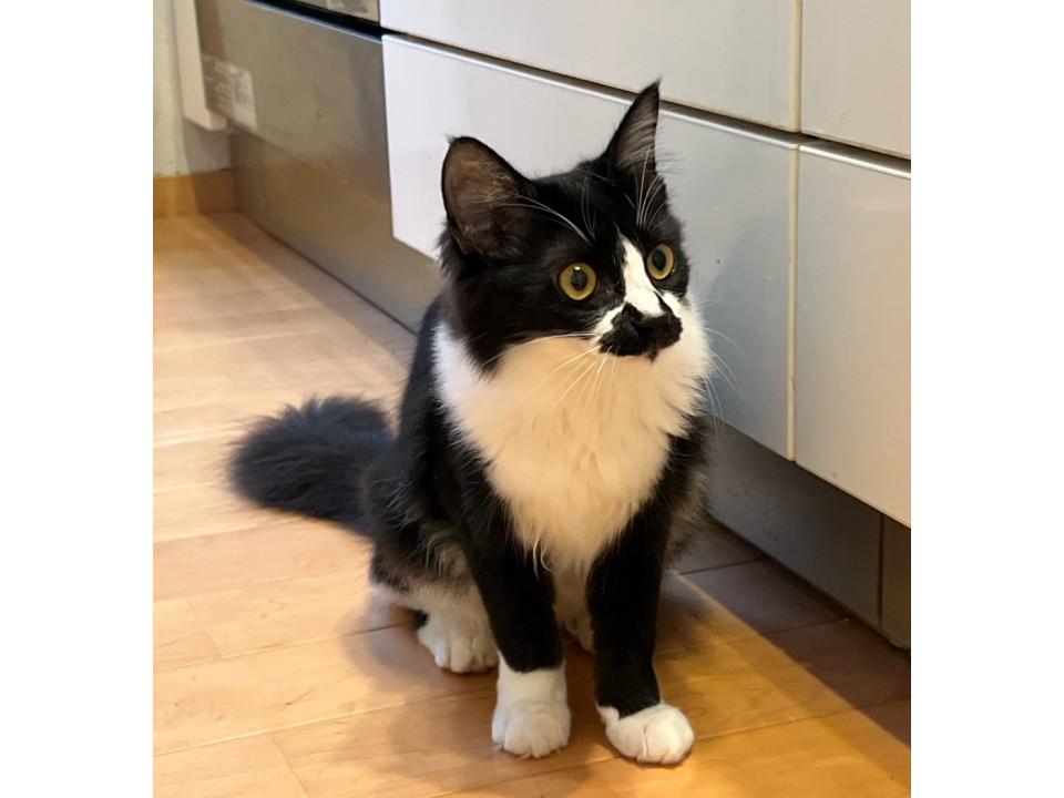 半長毛の白黒女子　のん♀