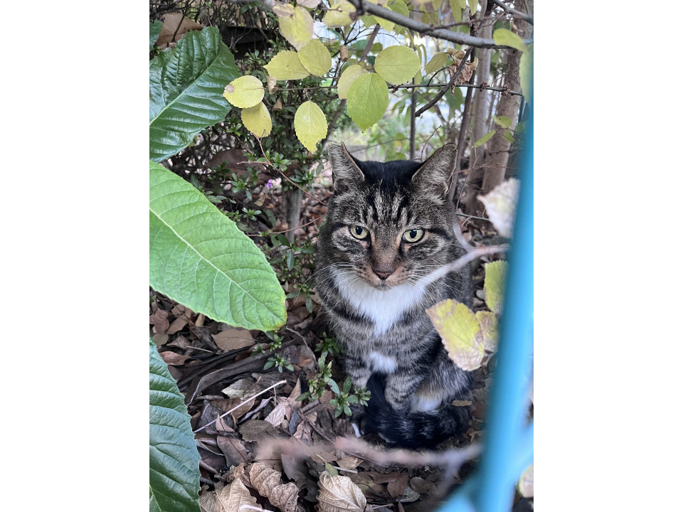 外猫のがんもちゃんの温かい家族募集