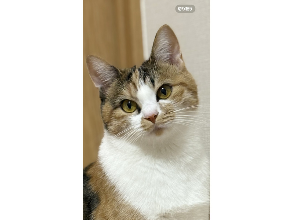 可愛いミケ猫ちゃん