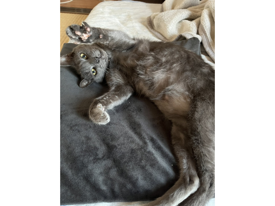 かわいいフクくん